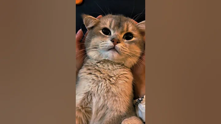 Video 11322951: funnycats cats catlovers meowing, cutecat kitty meow funnycat, meowing cat sound cute, cat meowing funny, adorable cats