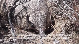 Quirquincho #travel #chile  #argentina #patagonia #animal #animales #animais #love #youtube #trip