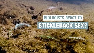 Biologists react to videos of fish sex by Sally Le Page 7,438 views 3 years ago 48 minutes