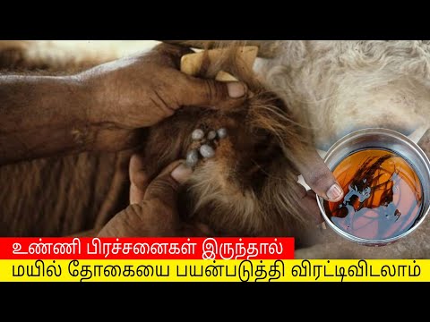 உண்ணி பிரச்சனையிலிருந்து உடனடியாக விடுதலை