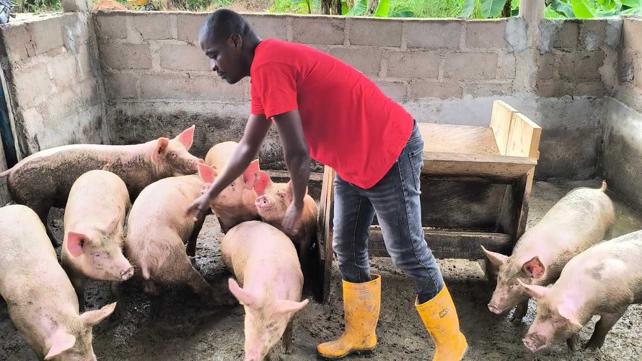 Une journée de travail à la ferme 