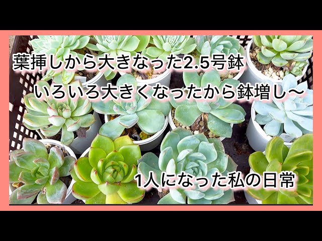 多肉植物]葉挿しから大きくなった2.5号鉢もいろいろ大きくなったので鉢
