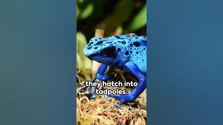 Blue Poison Dart Frog A Tiny Toxic Marvel#shortvideo #wildlife #frog