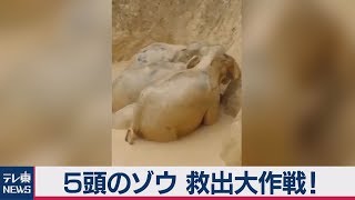 泥沼にはまったゾウの群れの救出劇　一部始終を全部見せます！