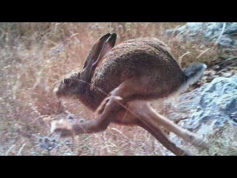 заяц прыгает. скорость бега кролика максимальная. сколько бежит заяц. заяц русак заяц русак. загадки про зайцев.