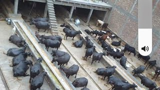 my all buffalow my farm owner Pindi sidhu