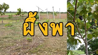 พักร้อน ตัดหญ้า พาชมสวน "ไม้ป่า" แบบมินิมอล ธรรมชาติดี สร้างได้ มิ.ย. 2568