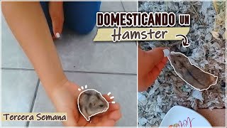 DOMESTICANDO un HAMSTER RUSO desde cero | Hamster en Casa❤