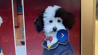 Three Main Characters From Pup Academy