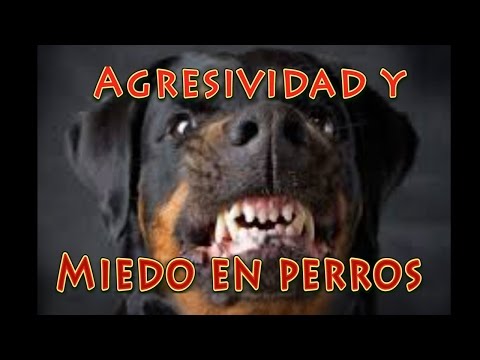 Video: Agresión Relacionada Con El Miedo En Los Perros: Un Ejemplo