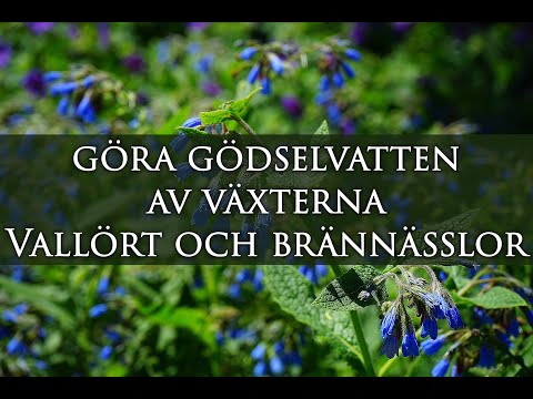 Video: Hur använder man kogödsel på växter?