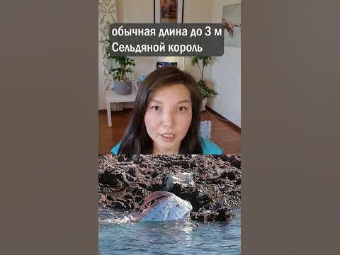 Сельдяной король - YouTube