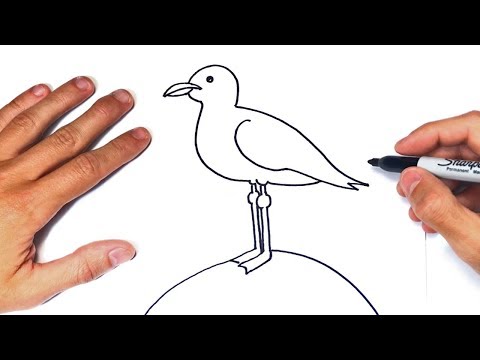 Video: Cómo Dibujar Una Gaviota