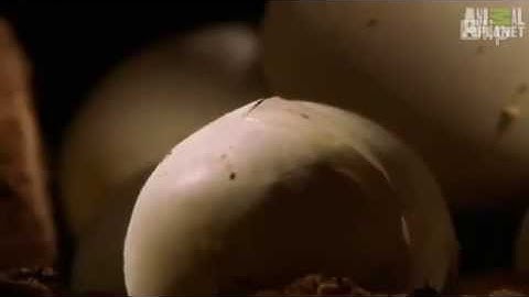 Ác mộng rắn Mamba đen của người dân châu Phi