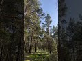 Энэ чимээ үнэхээр амар амгалан...