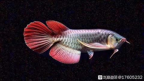 Mắt Kim Cương Ở Cá Rồng | ReView Huyết Đuôi Càng  Huyết Ăn Nhái Có Sung 