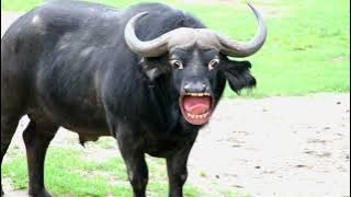 Buffalo videos buffalo/cow videos/gay gay/cow cow/cartoon/