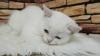 Шотландский котёнок с голубыми глазами. Шотландский котёнок с голубыми глазами.