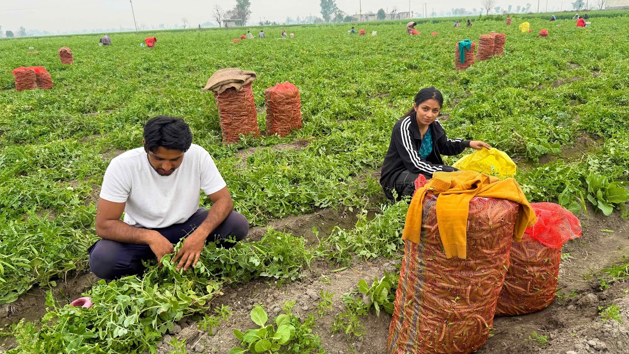 Hum Aaj kisi ke Todne gaye Matar 😁 kitne paise Kamaye hamne 🤑 