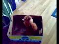 Funny, nice red cat playing