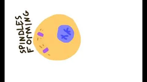 Animated Centrioles by Joann Beasley