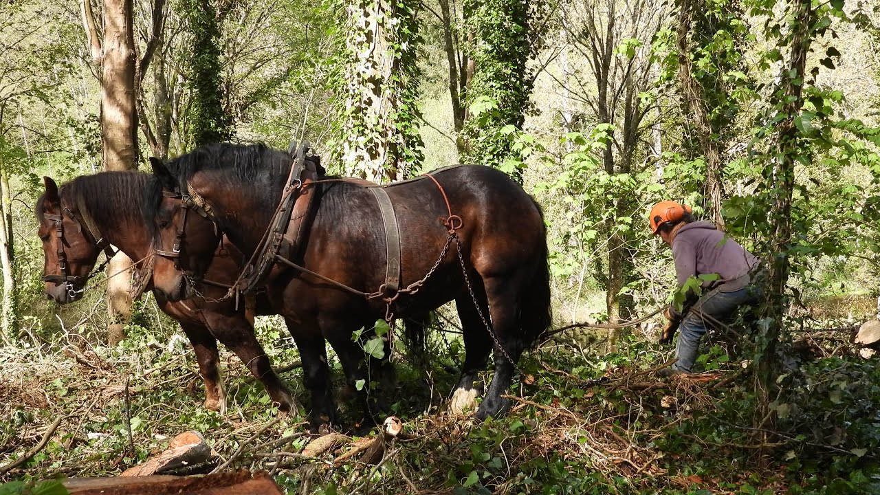 Débardage à Sainte-Anne-Du-Houlin Côtes d'Armor
