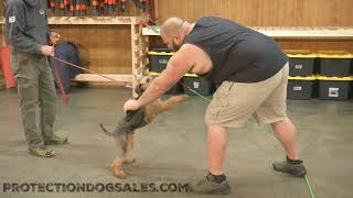 Airedale Puppy 'Beau' 5 Mo's Spots A Bad Man Family Raised Personal Protection Dog Training @ PDS