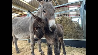 Updates on our new donkey foal! Plus we need to rescue a sheep !