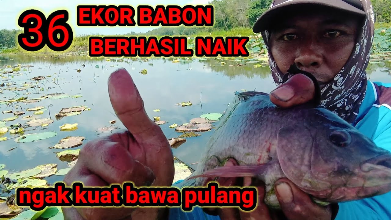 36 EKOR NILA BABON BERHASIL NAIK || MANCING LIARAN