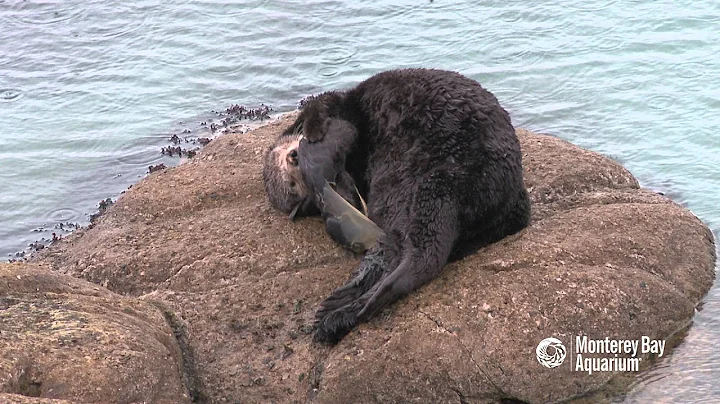 Sea otter gives birth outside the Aquarium! - DayDayNews