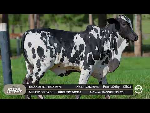 Lote 173 -  IBIZ 2676