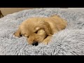 夜寂しくて眠れない子犬がとった行動に涙がでそうです...【ゴールデンレトリバー】