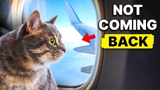 8 SHOCKING Reasons Cats RUN AWAY From Home And NEVER Come Back (Learn To Prevent This)