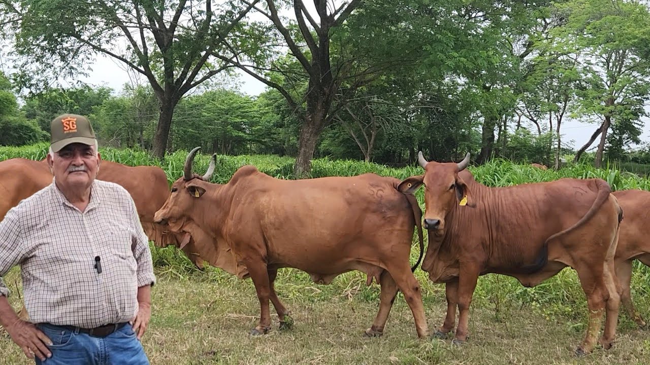 RED SINDHI.. GUZERÁ Y SIMBRAH.. Finca SITIO GRANDE SG.. Teapa.. Tabasco...