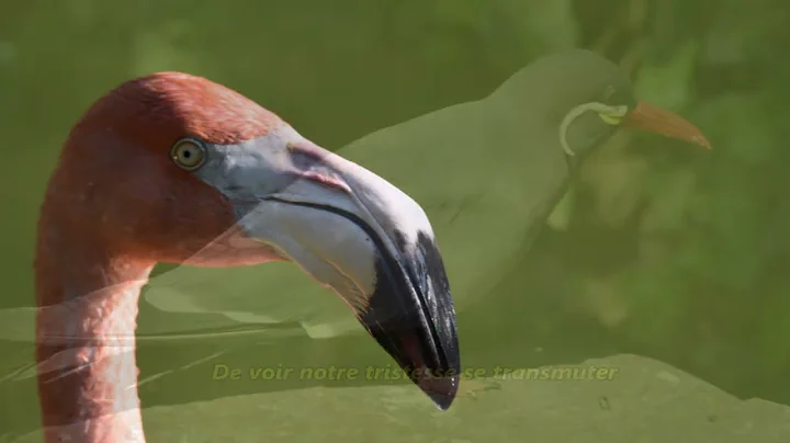 Mon Bel Oiseau Guy Rancourt