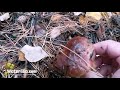 Осенний сбор грибов Пошёл польский гриб