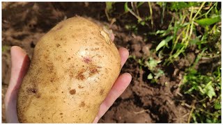 Картошка Гигантского размера, урожай радует