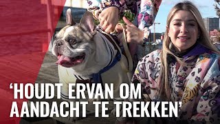 'Pratende' hond Sunny gaat viral: al tientallen miljoenen views