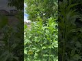 This Wild Coneflower Grew Over 7 Feet Tall!