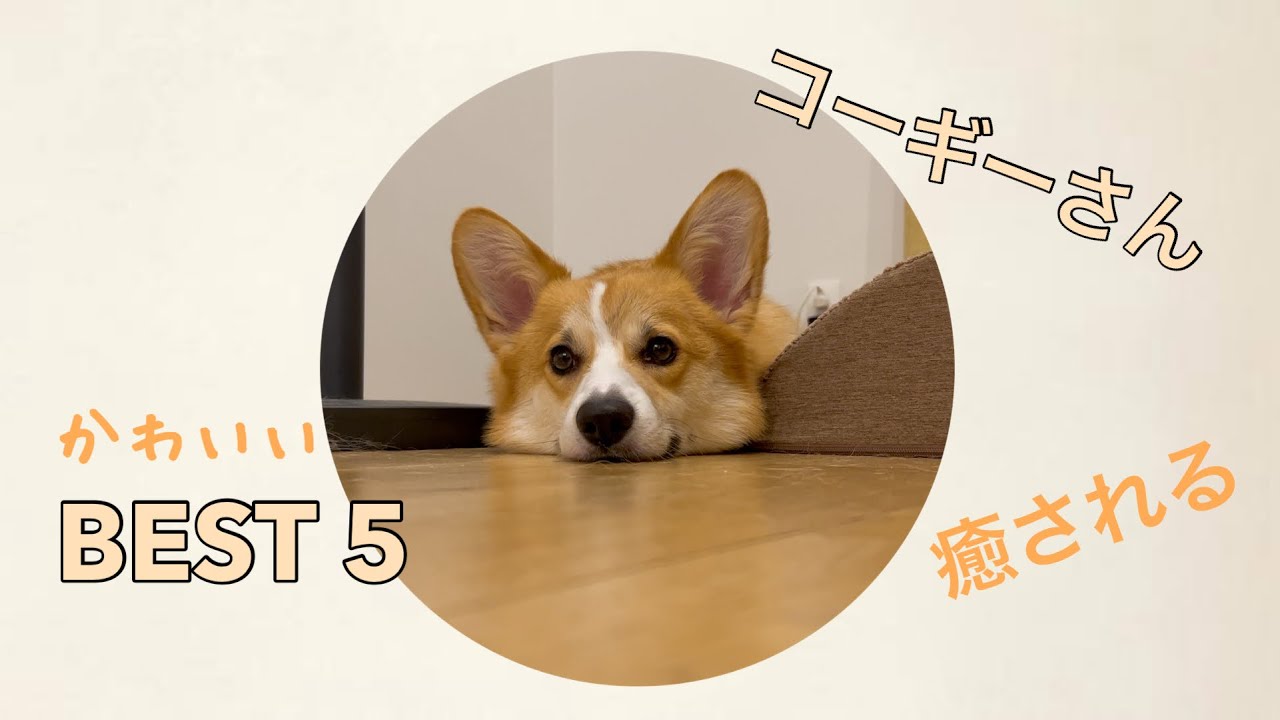コーギー　可愛い仕草　BEST5