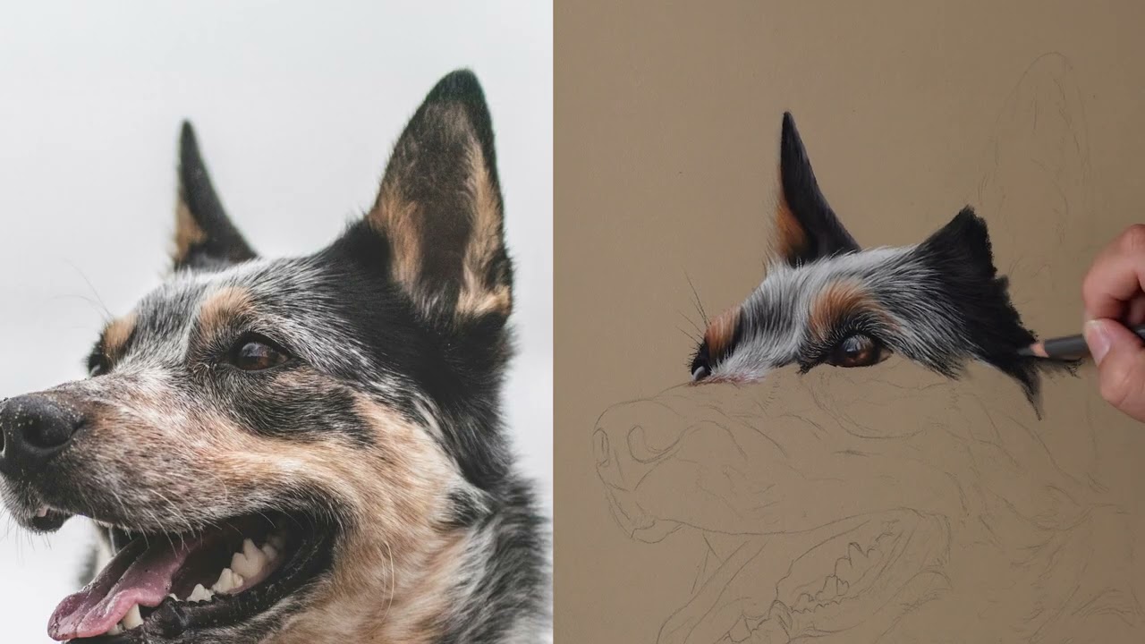 How to draw a blue heeler   timelapse tutorial   part one