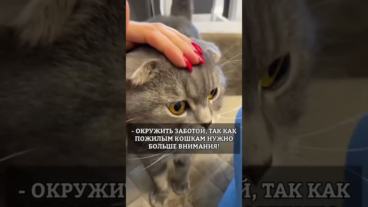Как жить с пожилым котом?