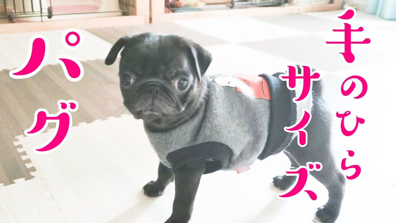 パグ Pug 可愛い黒パグの子犬が家にやってきた一週間目 Black Pug Puppy Naru S Growth Record Youtube