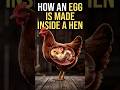 How a Hen Builds an Egg (From Cell to Shell)#egg #behindsciences#sciencefacts