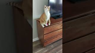 Orange cats focus!