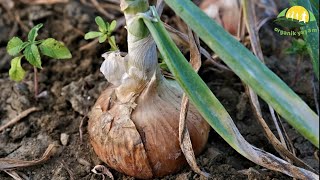 Baştan Sona Kuru Soğan Yetiştiriciliği // Dry Onion Cultivation from Start to End