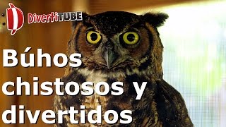 Vídeos de búhos chistosos y divertidos