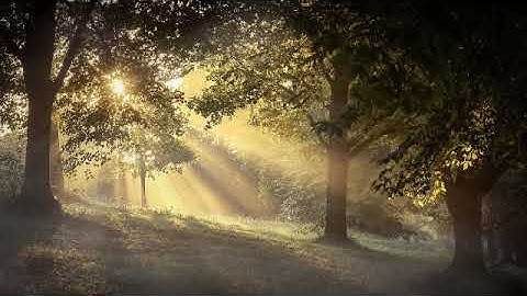 Forest Ambience sounds | Suara Hutan Pagi Hari