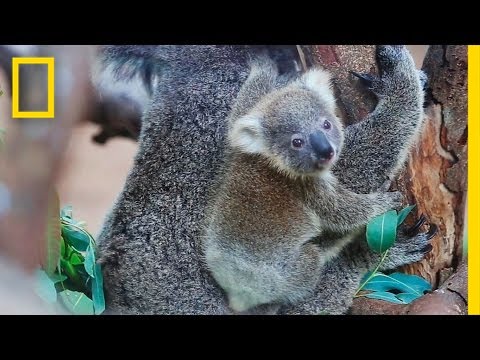 Koala Bears Aren’t Actually Bears | National Geographic