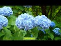 Hydrangea Love It mp3